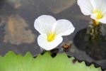 Ottelia alismoides