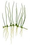 Pilularia globulifera