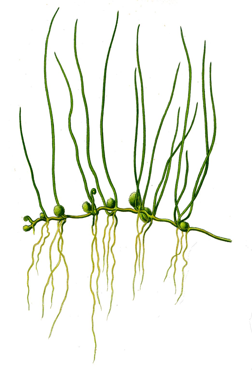 Pilularia globulifera