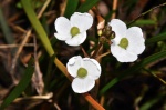 sagittaria filiformis