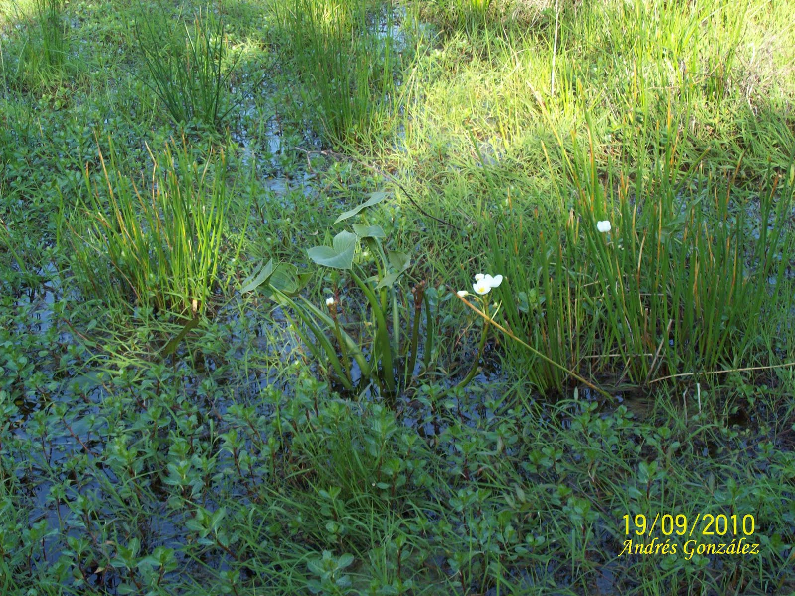 Sagittaria montevidensis