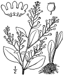 Samolus floribundus