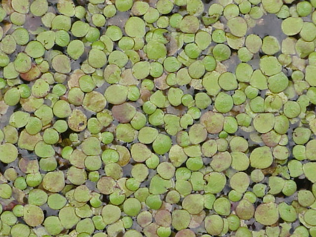 Spirodela polyrrhiza