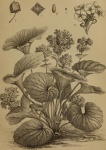 Уруть