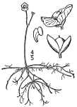 Utricularia gibba