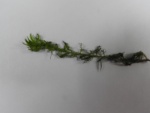 Utriculari vulgaris
