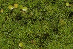 Wolfia arrhiza