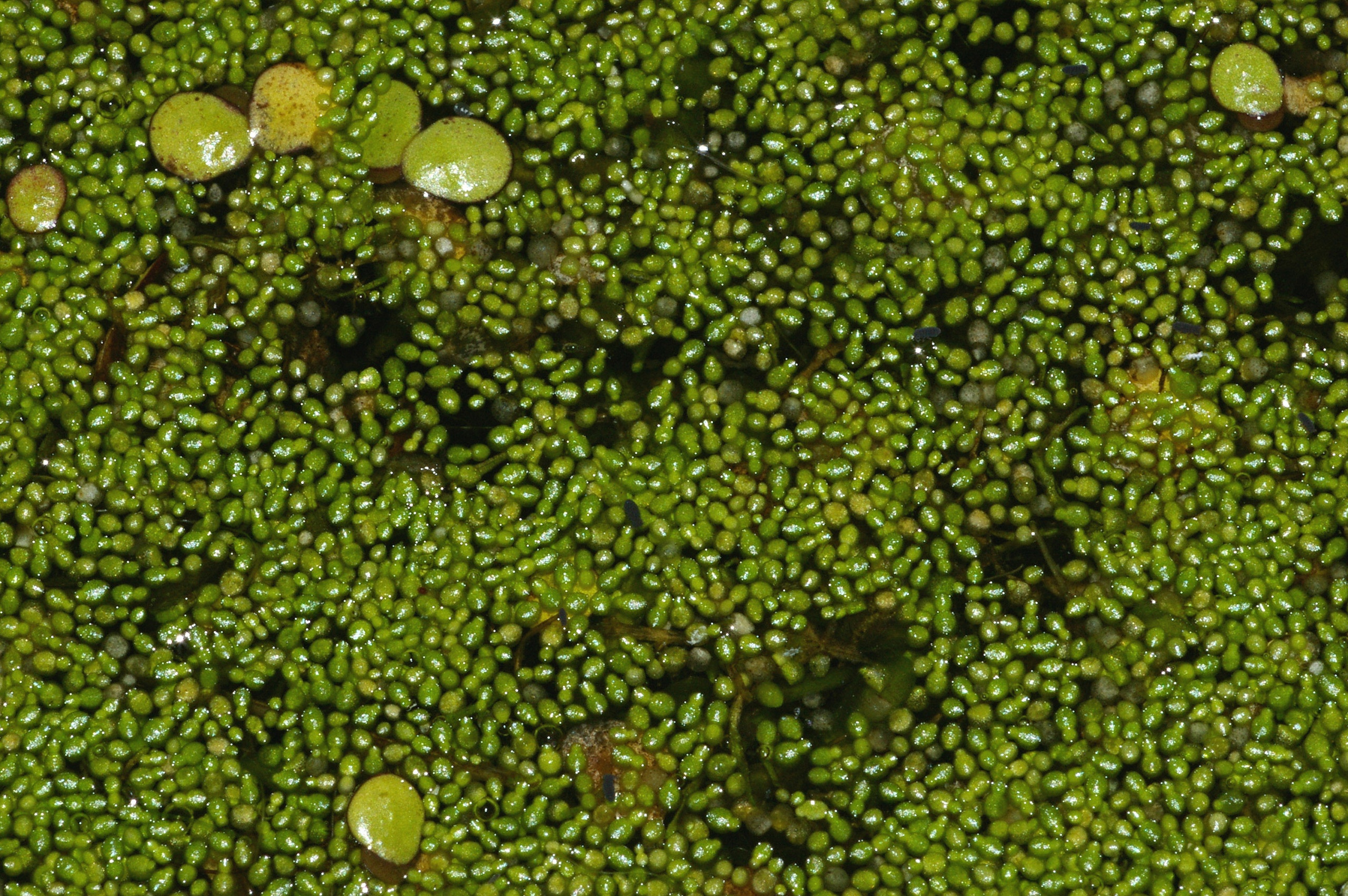 Wolfia arrhiza