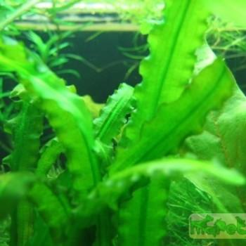 Aponogeton loriae