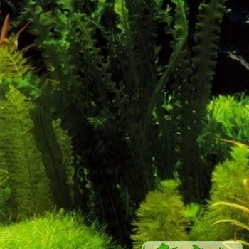 Aponogeton longiplumulosus