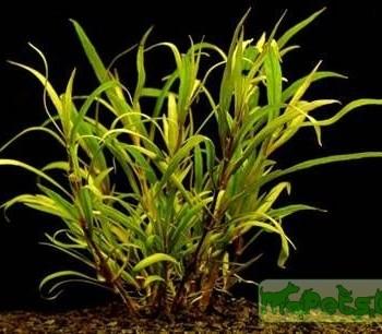 Hygrophila lacustris