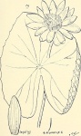 Brasenia Schreb