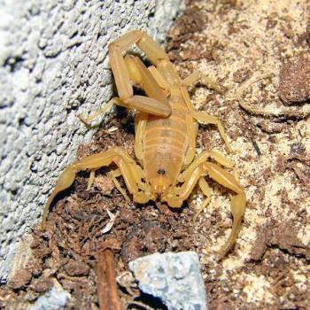 Hemiscorpius lepturus