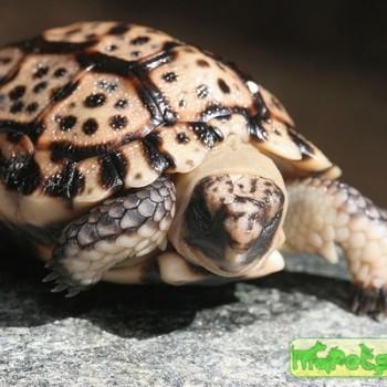 Homopus signatus