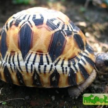 Geochelone radiata