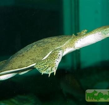 Apalone mutica