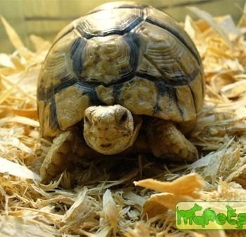 Testudo kleimanni (Египетская)