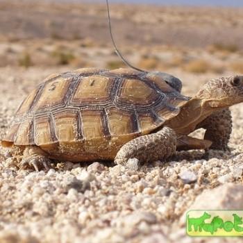Gopherus agassizii