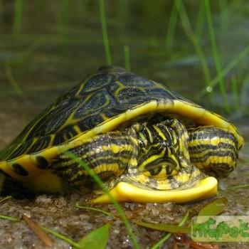 Pseudemys floridana (Флоридская)
