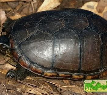Kinosternon subrubrum (Замыкающая Пенсильванская, Красноватая восточная иловая)