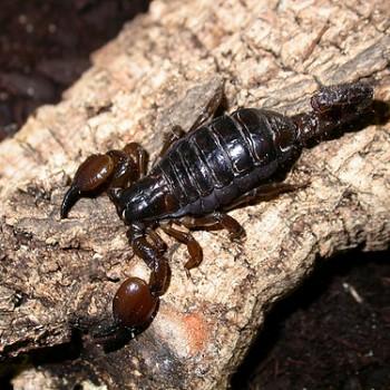 Scorpio maurus