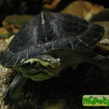 Orlitia borneensis (Калимантанская)