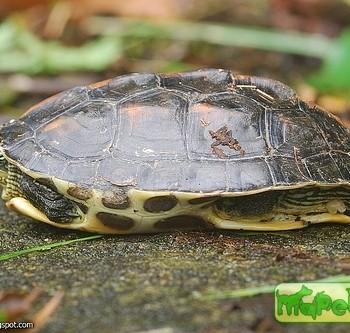Ocadia sinensis (Китайская полосатошеяя)