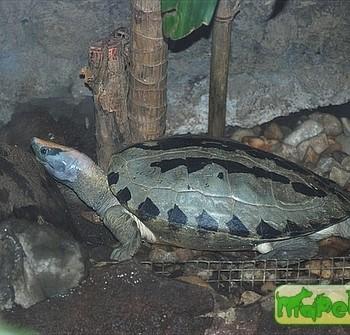 Callagur borneoensis
