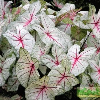 Caladium bicolor