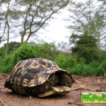 Kinixys belliana