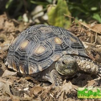 Gopherus berlandieri