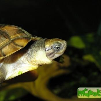 Mauremys mutica (Азиатская цветная прудовая)