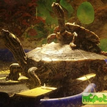 Graptemys nigrinoda