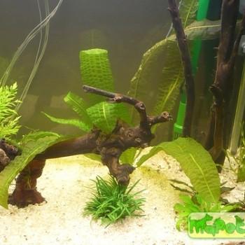 Aponogeton boivinianus