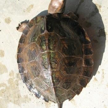 Cyclemys tcheponensis
