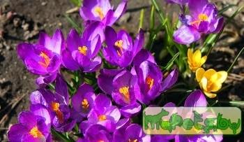 Растения могут противостоять заморозкам, «запасаясь» маслами