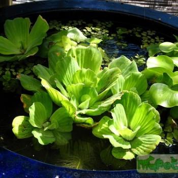 Pistia stratiotes