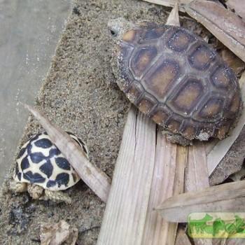 Indotestudo travancorica