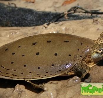 Apalone spinifera