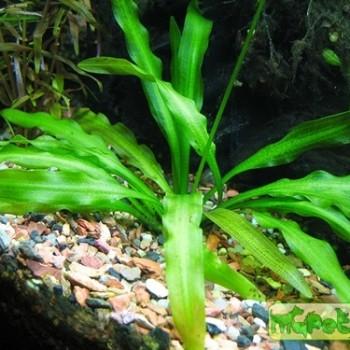 Aponogeton undulatus