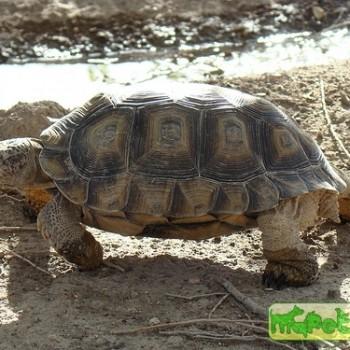Geochelone chilensis