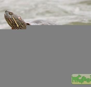 Trachemys gaigeae (Изогнутая)