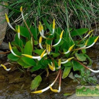 Orontium aquaticum