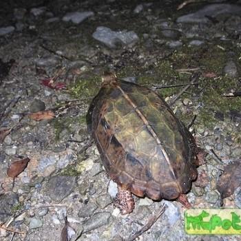 Geoemyda japonica