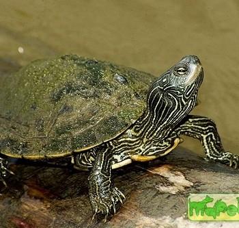 Graptemys geographica
