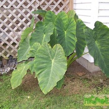 Colocasia esculenta