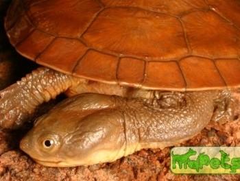 Chelodina steindachneri