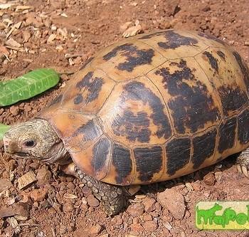 Indotestudo elongata