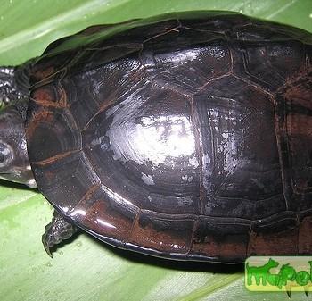 Siebenrockiella crassicollis (Черная пресноводная)