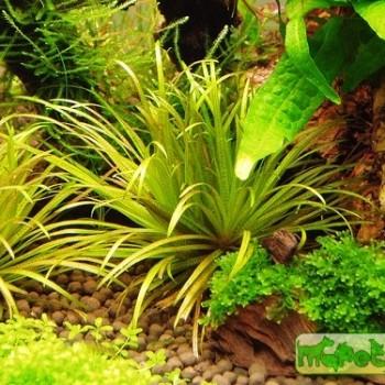 Blyxa japonica